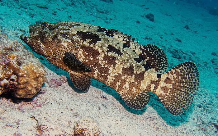 Cantang Hybrid Grouper — Ikan Kerapu Cantang