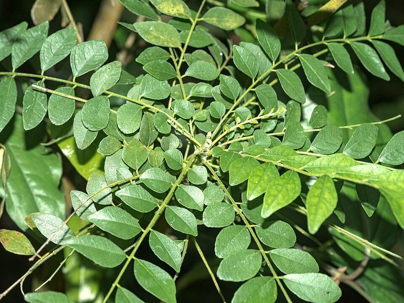 Curry Leaf — Daun kari kering