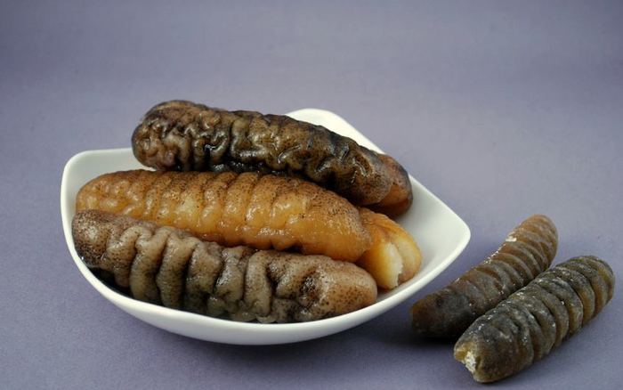 7 Types of Sea Cucumber — 7 Jenis Teripang