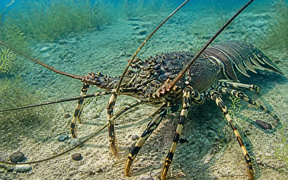 Freshwater Lobster (Cherax) — Lobster Air Tawar