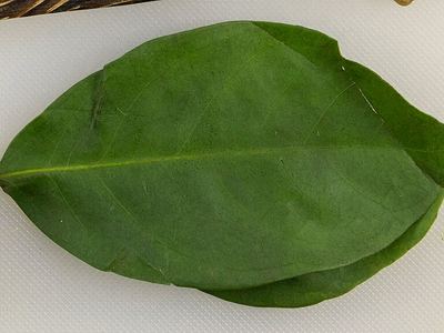 Indonesian Bay Leaf — Daun salam kering
