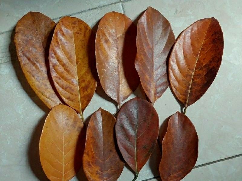 Dried Jackfruit Leaf — Daun nangka kering