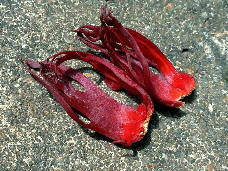 Mace — Bunga pala