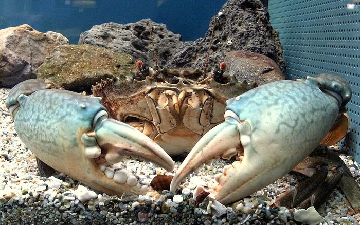 Mud Crab — Kepiting Bakau