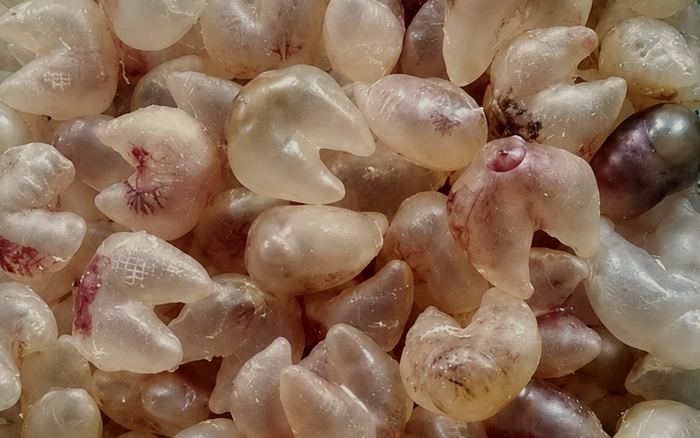 Pufferfish Maw — Gelembung Renang Ikan Buntal