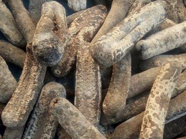 Teripang Bintik — Spotted dried sea cucumber