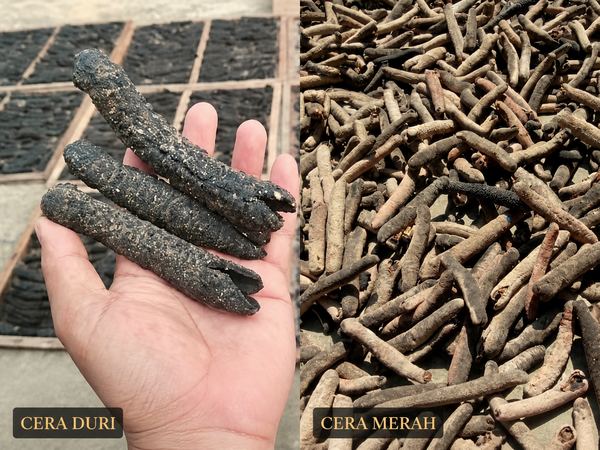 Teripang Cera Duri / Merah — Cera, Spiny & Red dried sea cucumber