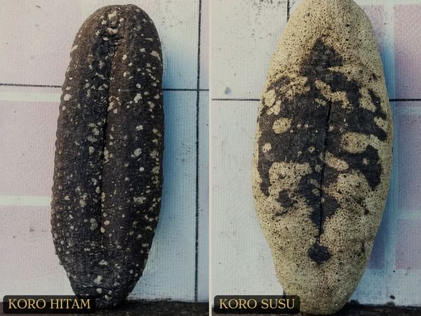 Teripang Koro Hitam / Susu — Teatfish, Black & Milk dried sea cucumber