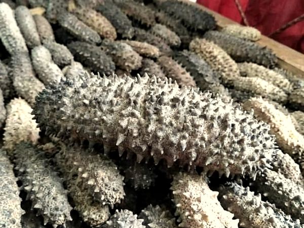 Teripang Nanas — Pineapple dried sea cucumber