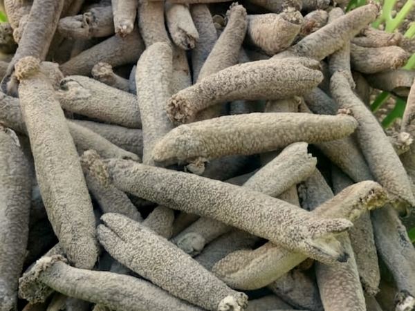 Teripang Pisang — Banana dried sea cucumber