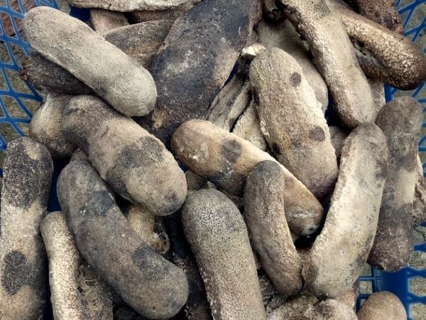 Teripang Polos — Plain dried sea cucumber