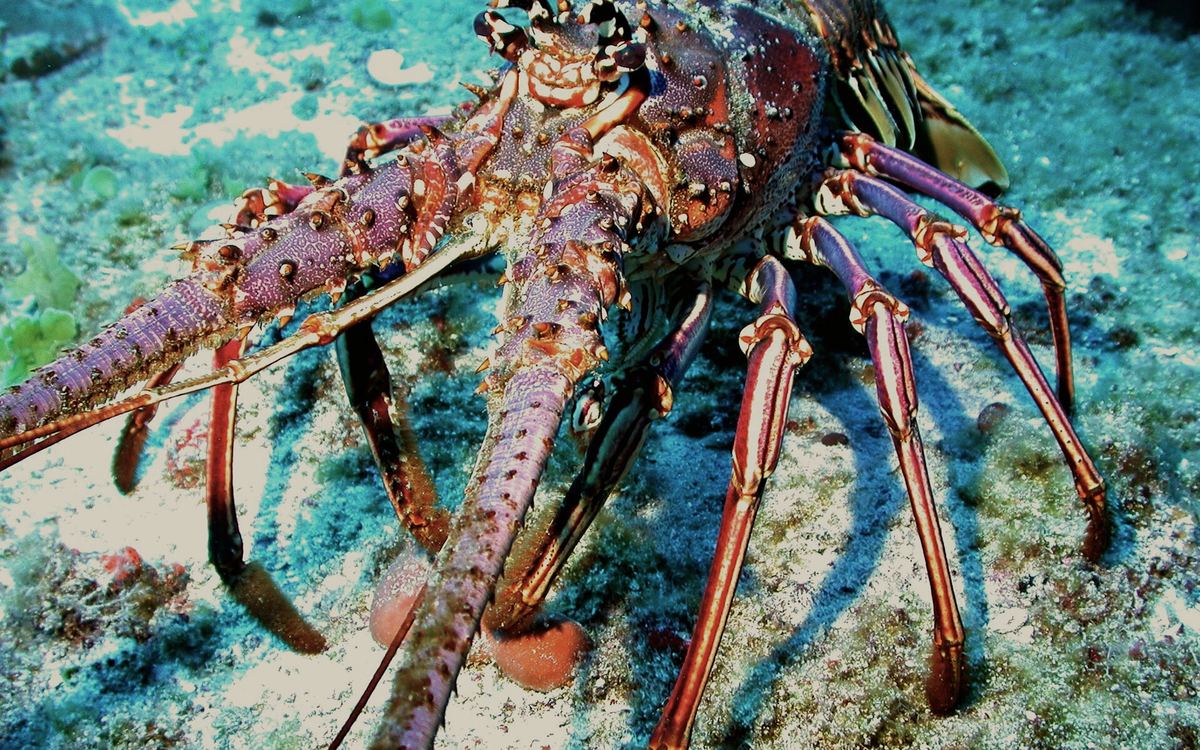 Spiny Lobster — Lobster Laut