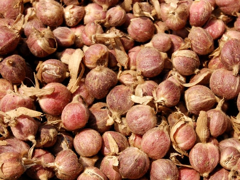 White Cardamom — Kapulaga putih